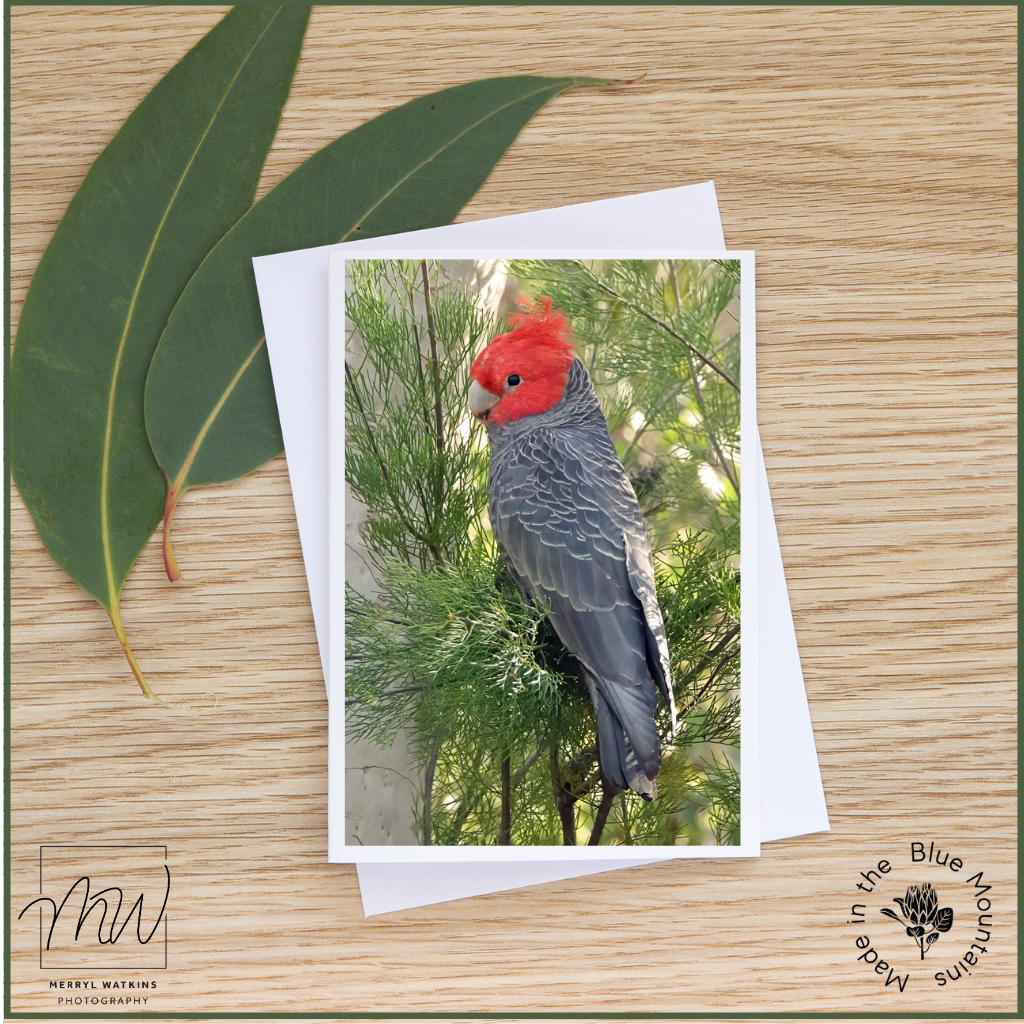 Blank Greeting Card - Male Gang-gang in a Tree Photo