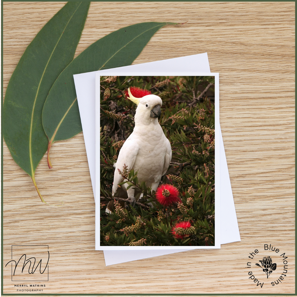 Blank Greeting Card - Christmas Cocky