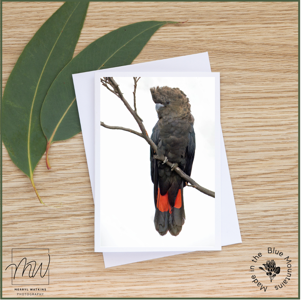 Blank Greeting Card - Male Glossy Black-cockatoo Photo
