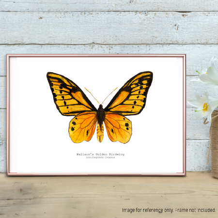 Watercolour Art Print - The Fauna Series - 'Wallace's Golden Birdwing Butterfly'