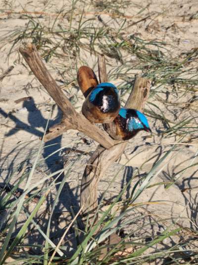 Hand Carved Wooden Blue Wren Pair