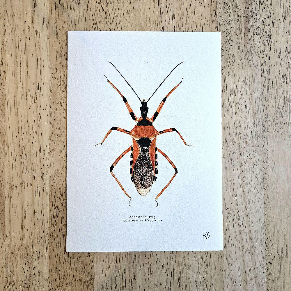 art print - the fauna series - assassin bug