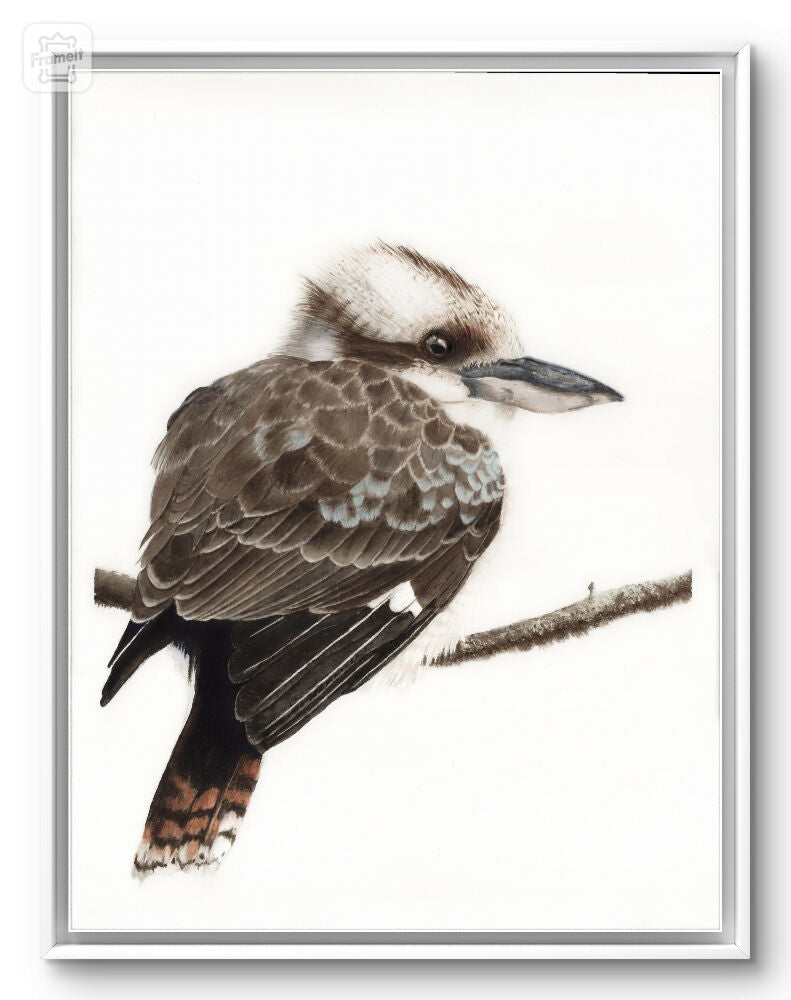 A3 kookaburra bird art, wall art print