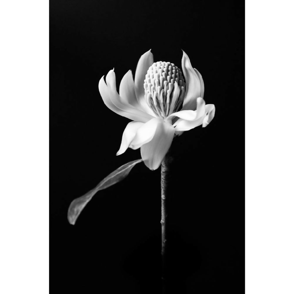 black and white waratah