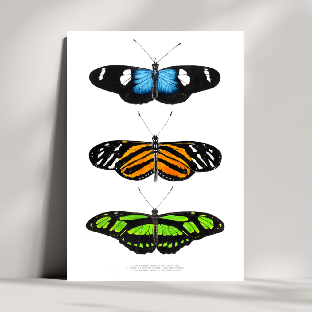 art print - the fauna series - longwing butterfly trio