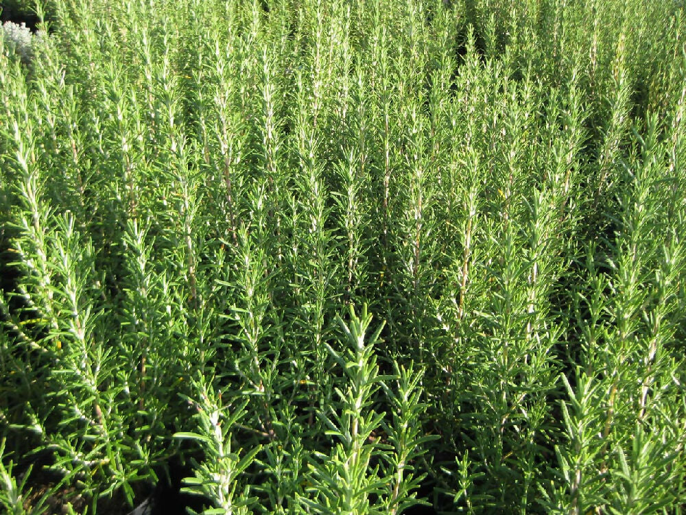 dried rosemary leaves 10g homegrown