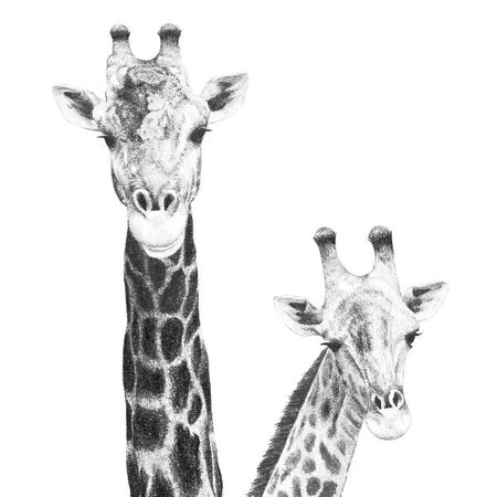 Print - Pair of Giraffes Pencil Drawing