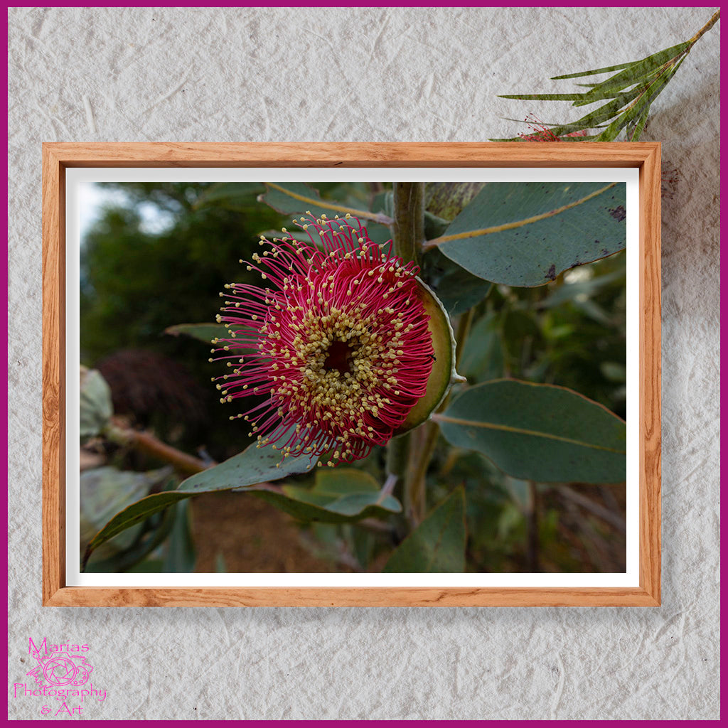 Photographic print | Wall Art | Native beauty