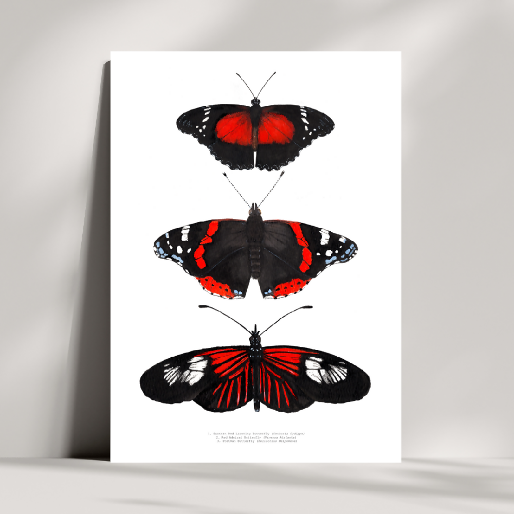 watercolour art print - insect series - red butterfly trio