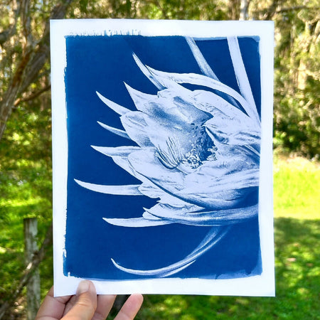 dragonfruit flower art, 8x10 original cyanotype botanical print