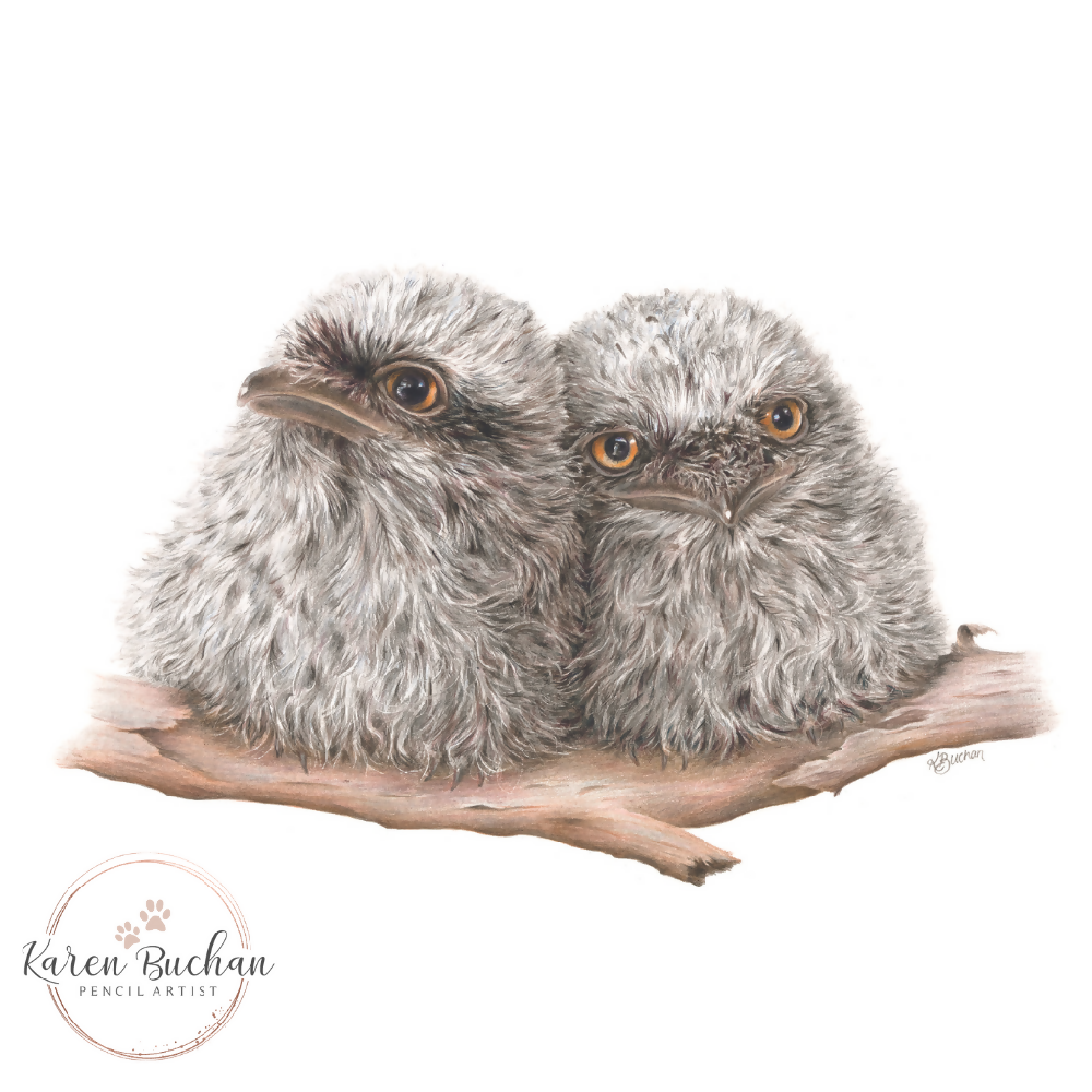 Australian-artist-wall-art-tawny-frogmouth-chicks-closeup