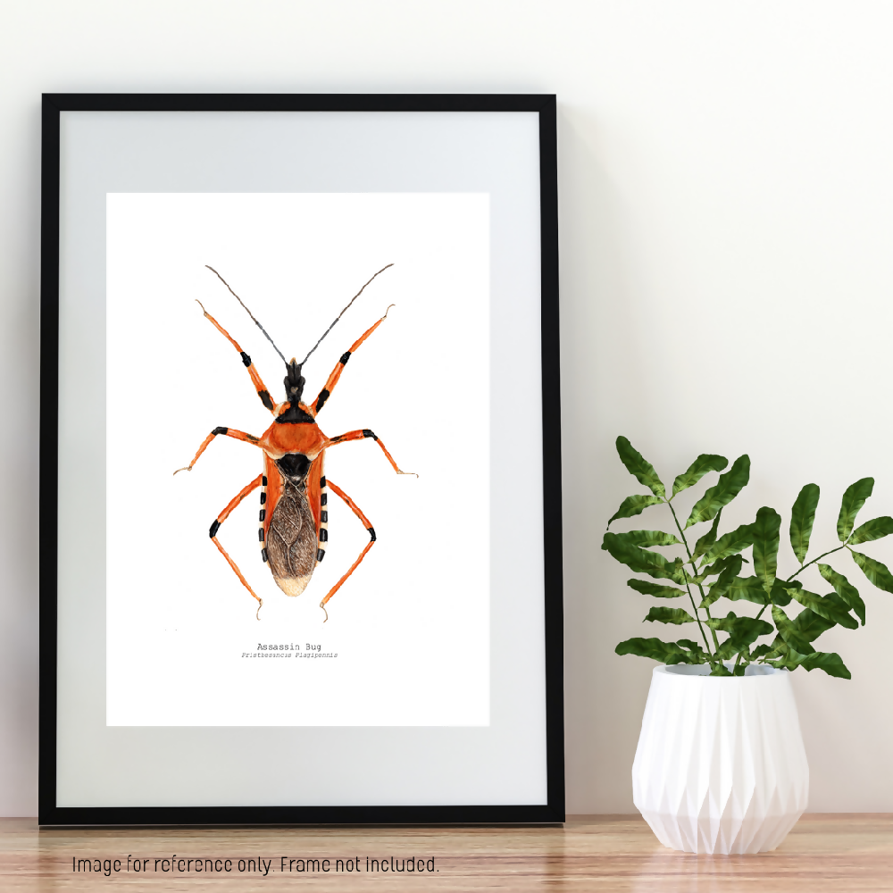 art print - the fauna series - assassin bug