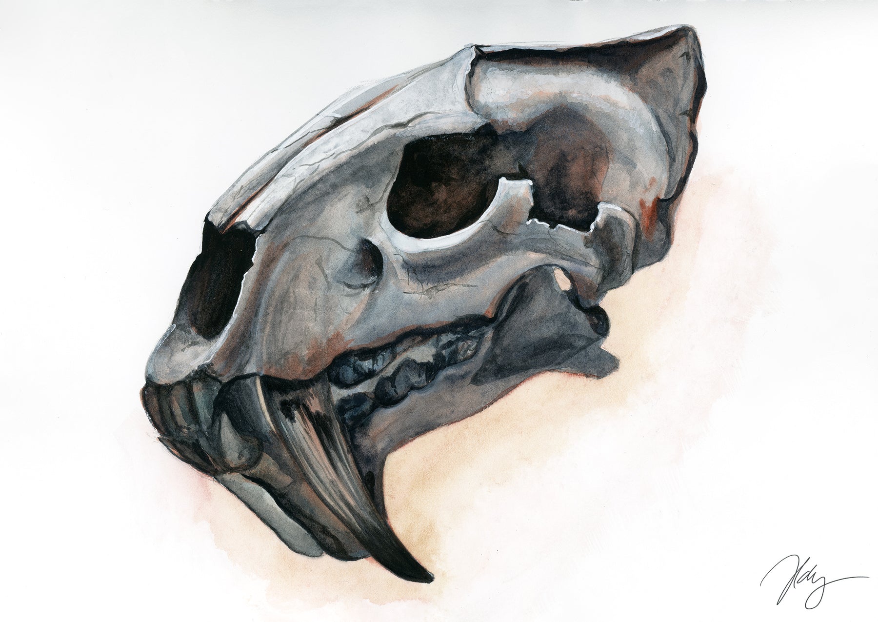 Sabretooth Tiger Skull Watercolor Animal Print | Wildlife Illustration | Wall Art