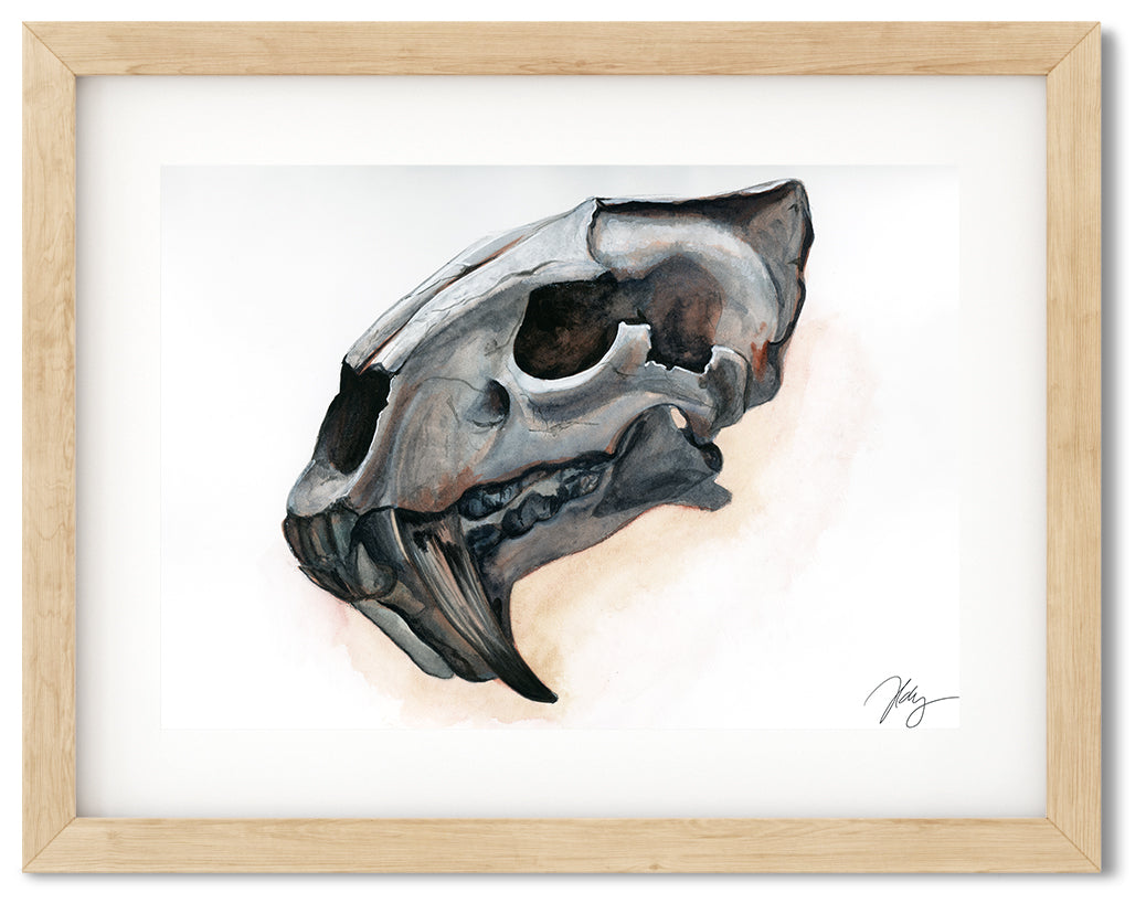 Sabretooth Tiger Skull Watercolor Animal Print | Wildlife Illustration | Wall Art