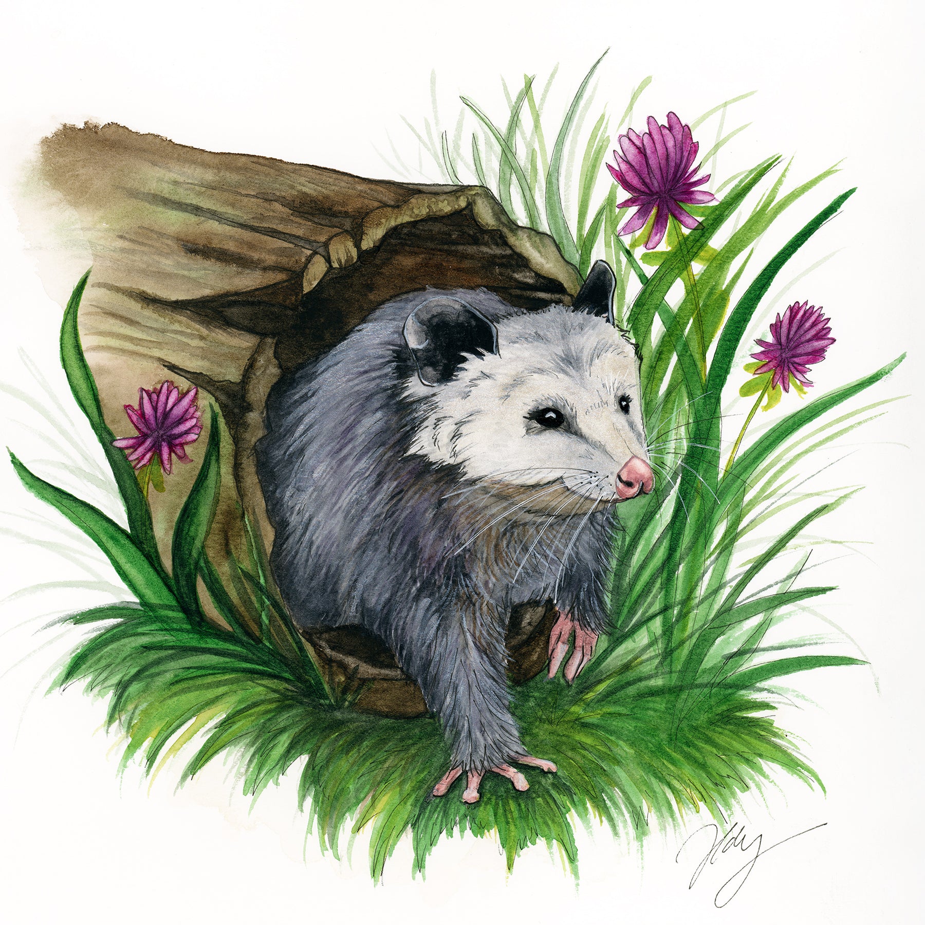 Opossum Watercolor Animal Print | Wildlife Illustration | Wall Art