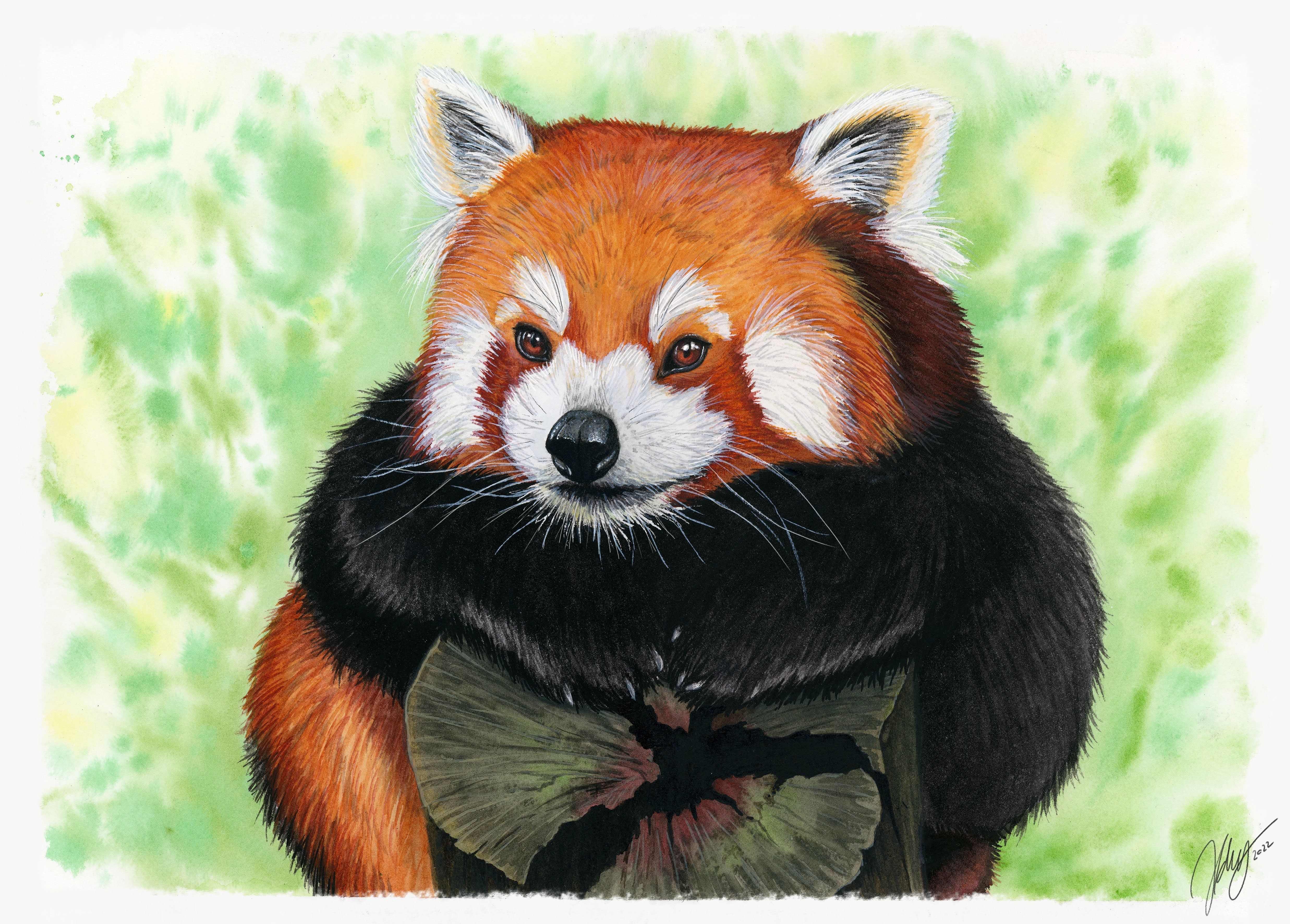 Red Panda Original Watercolor Animal Art | Wildlife Illustration | Wall Art
