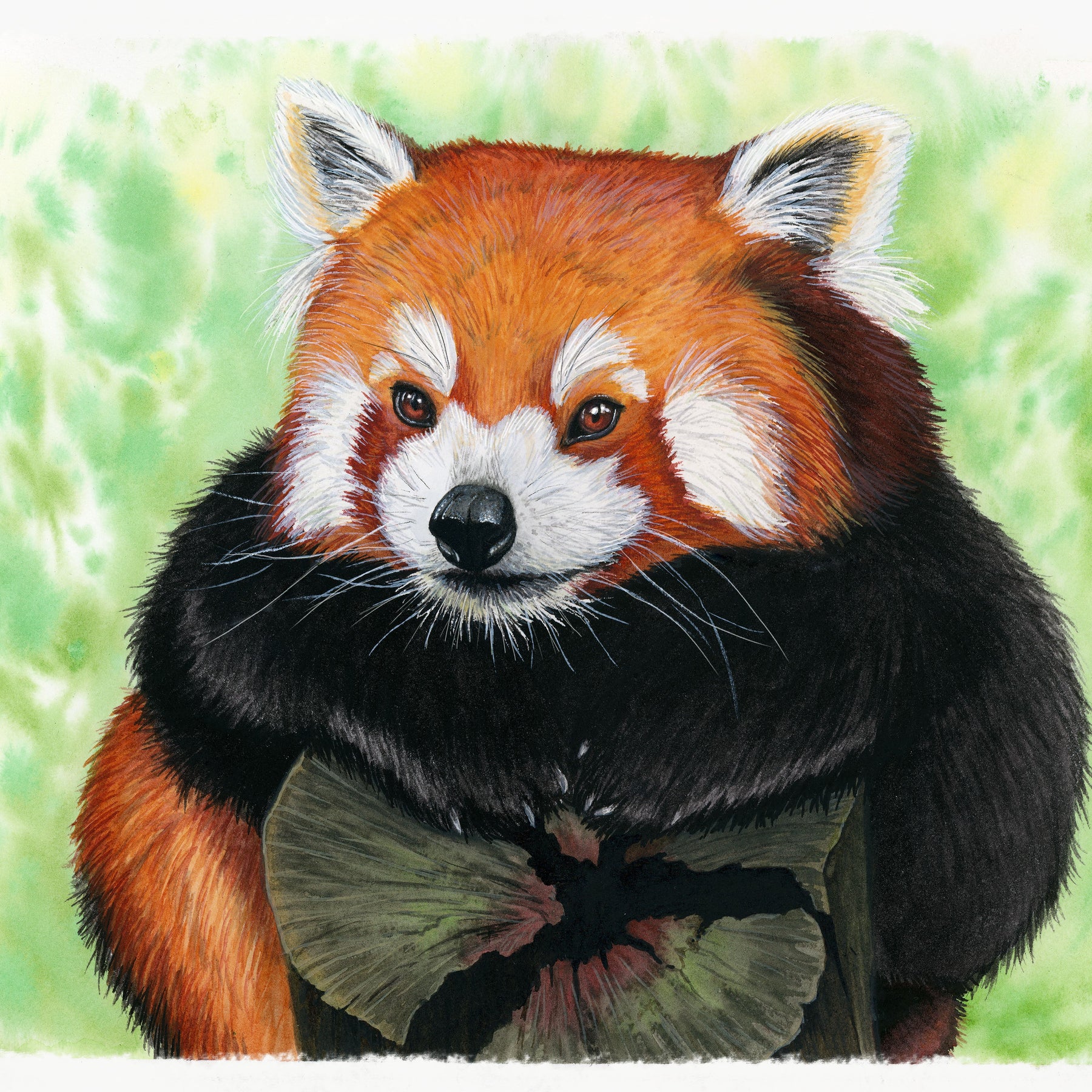 Red Panda Original Watercolor Animal Art | Wildlife Illustration | Wall Art