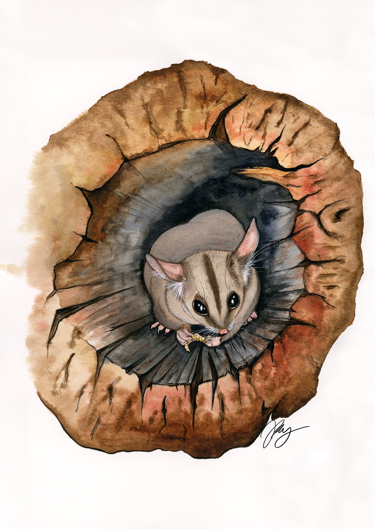 Sugar Glider Watercolor Animal Print | Wildlife Illustration | Wall Art