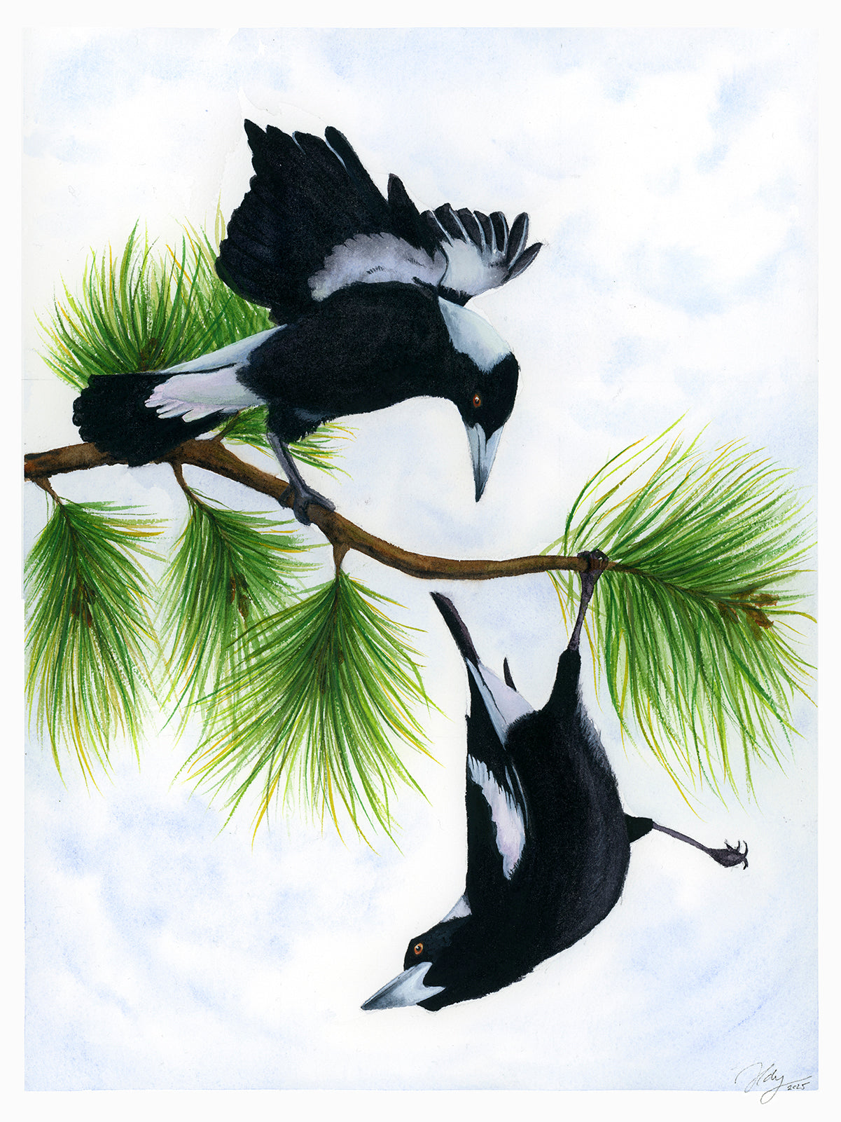 Spring Acrobatics – Magpies Original Watercolour Art | Wildlife | Australian | Wall Art