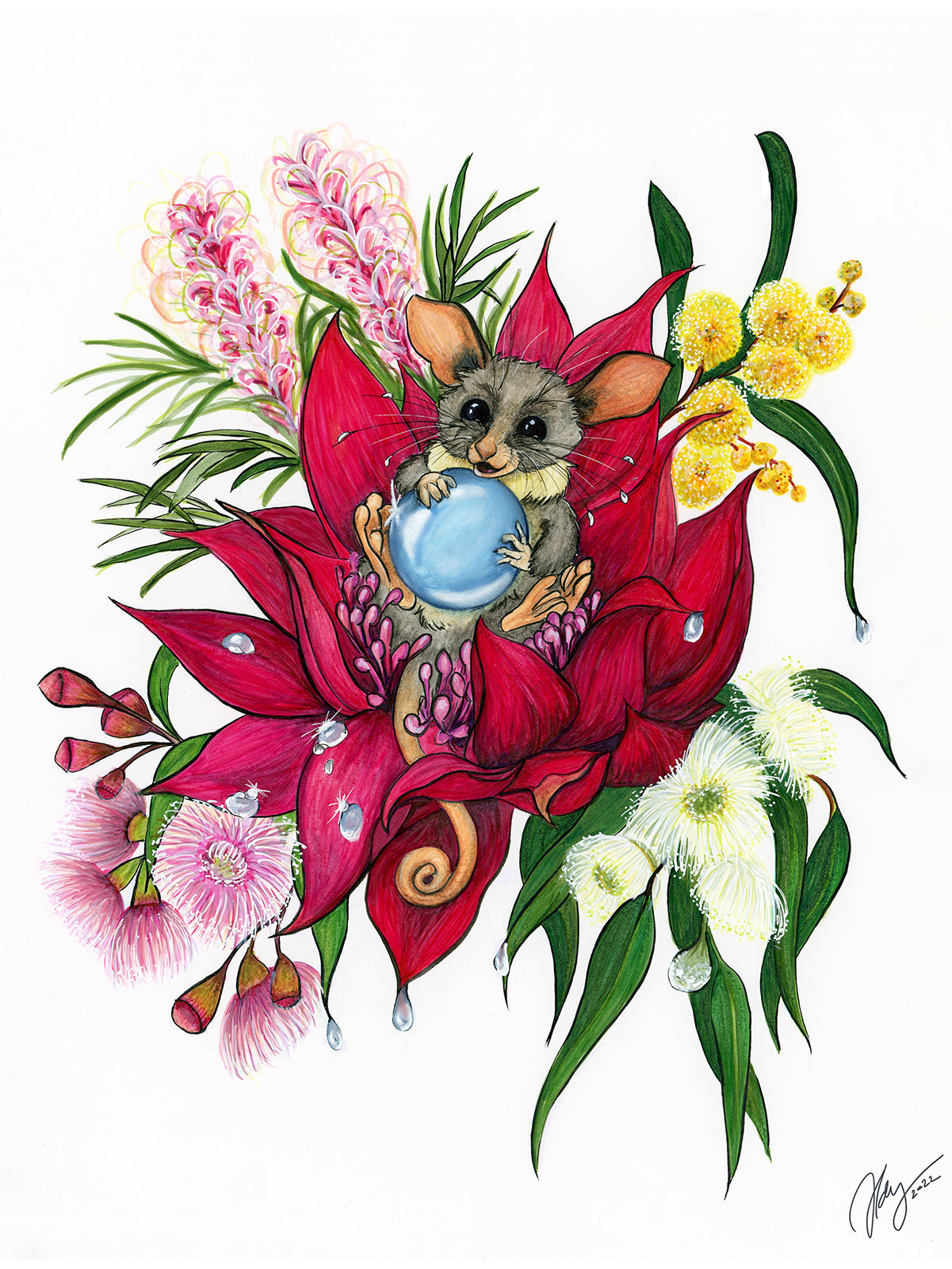 Mountain Pygmy Possum Art Marker Animal Print | Wildlife Illustration | Wall Art