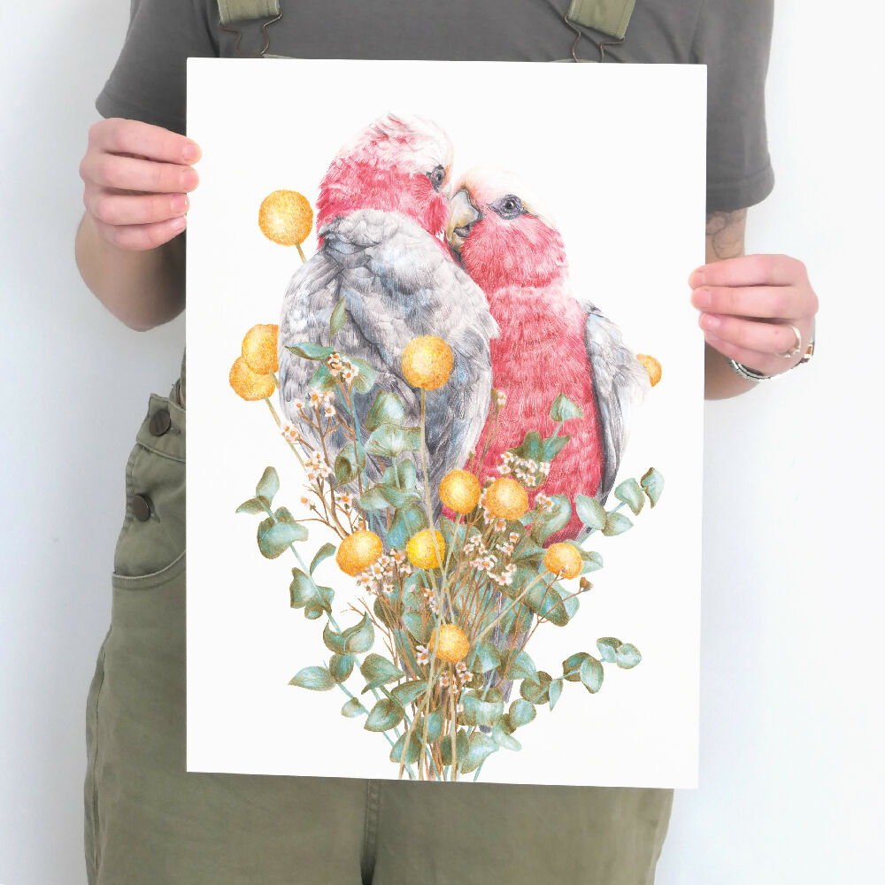 A3 art print of two Galahs cuddling, by Australian bird artist Kayla Reay.