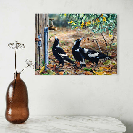 Australian Magpies in Wattle - 