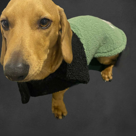 Dachshund dog coat