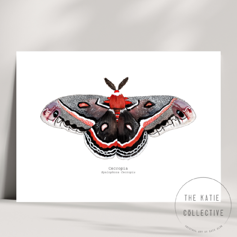 the katie collective - cecropia moth