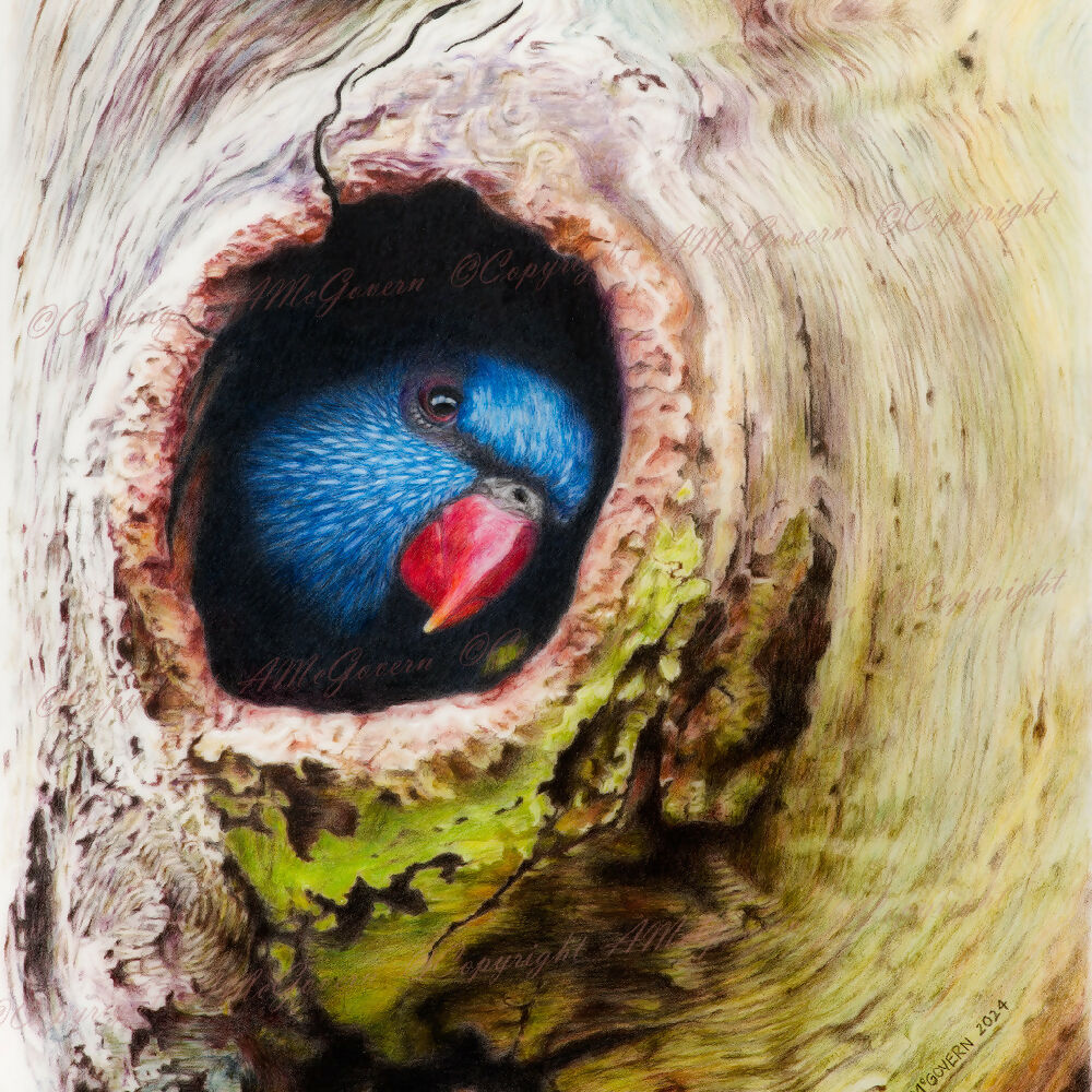 Lorikeet-WEB-1024x1024-Watermark