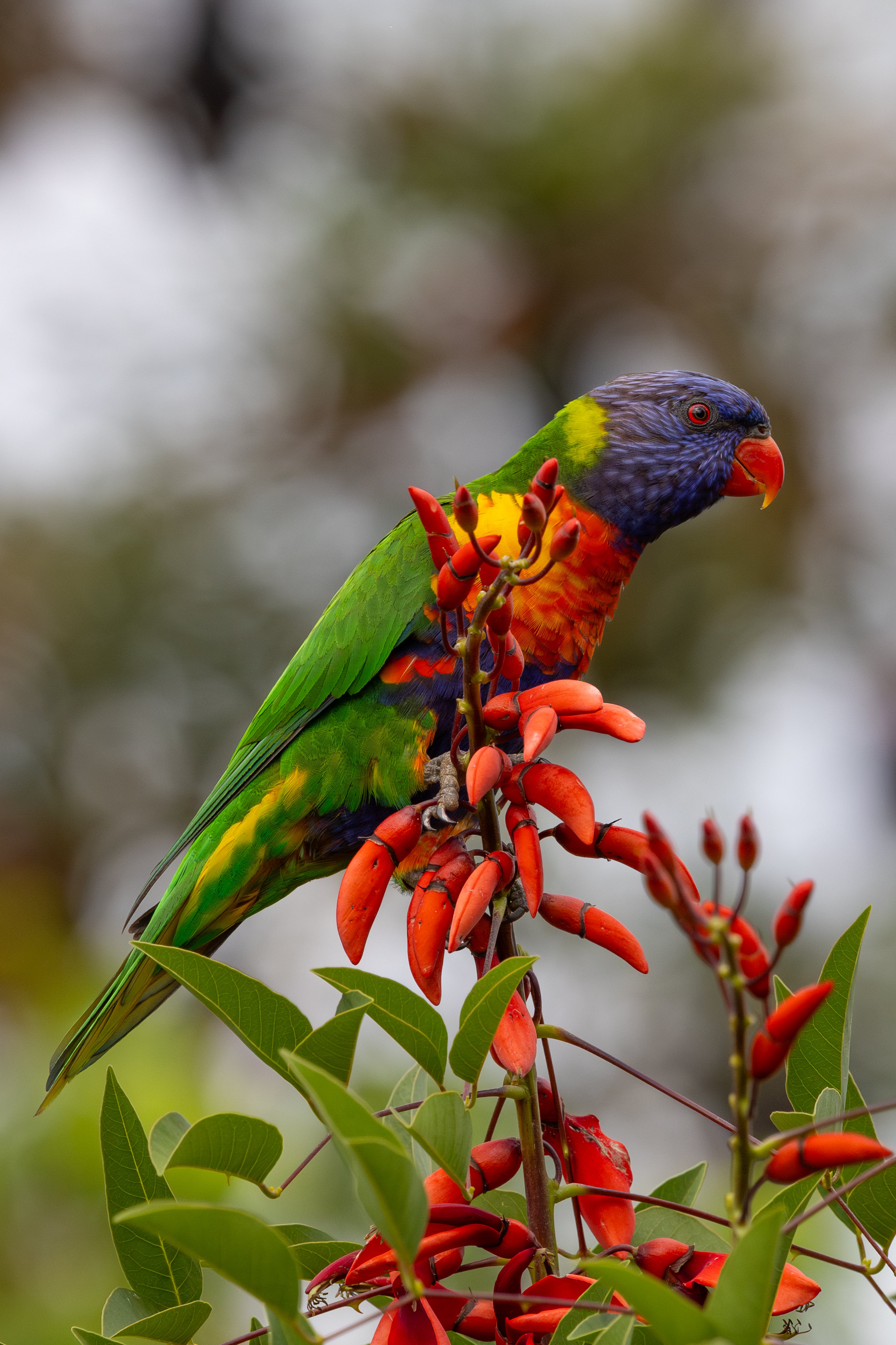 Blank Greeting Card - Rainbow Lorikeet