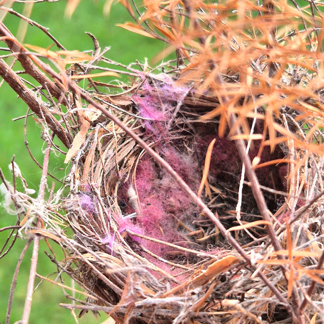 Birds Nest Material Holder - Ceramic Garden Ornament