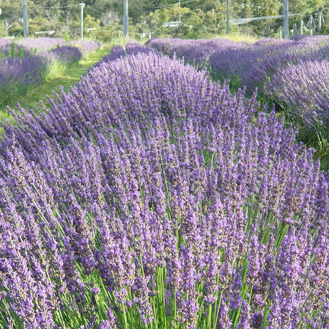 Vendor Profile Picture