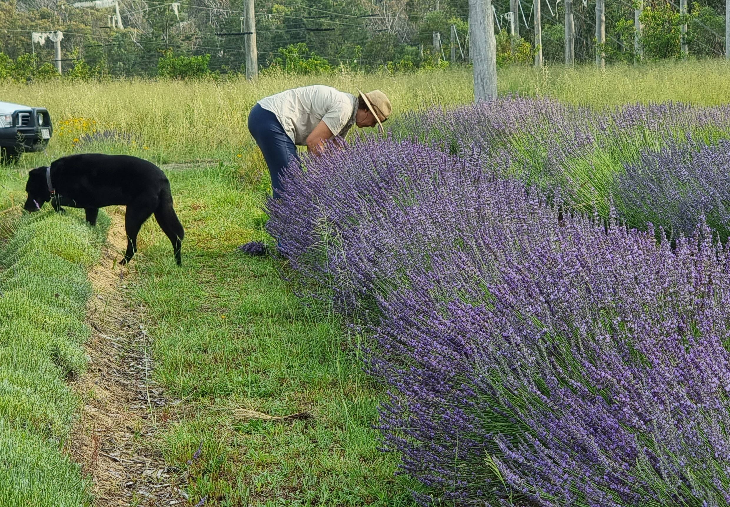 Lavender Bunch Dried