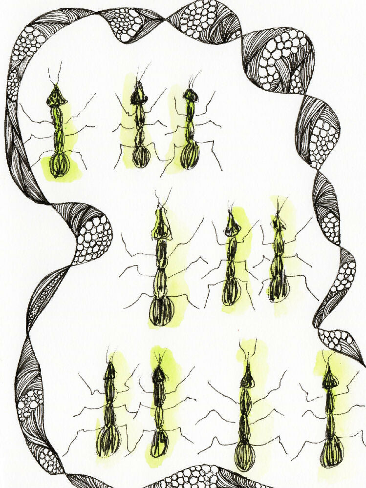 coxalltina 10 tiny ants