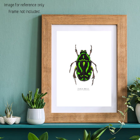 Watercolour Art Print - The Fauna Series - 'Fiddler Beetle'