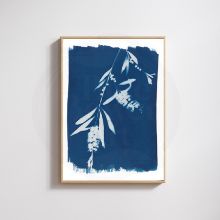 Botanical Wall Art ~ Eco-friendly Cyanotype Art ~ Australian Bottlebrush