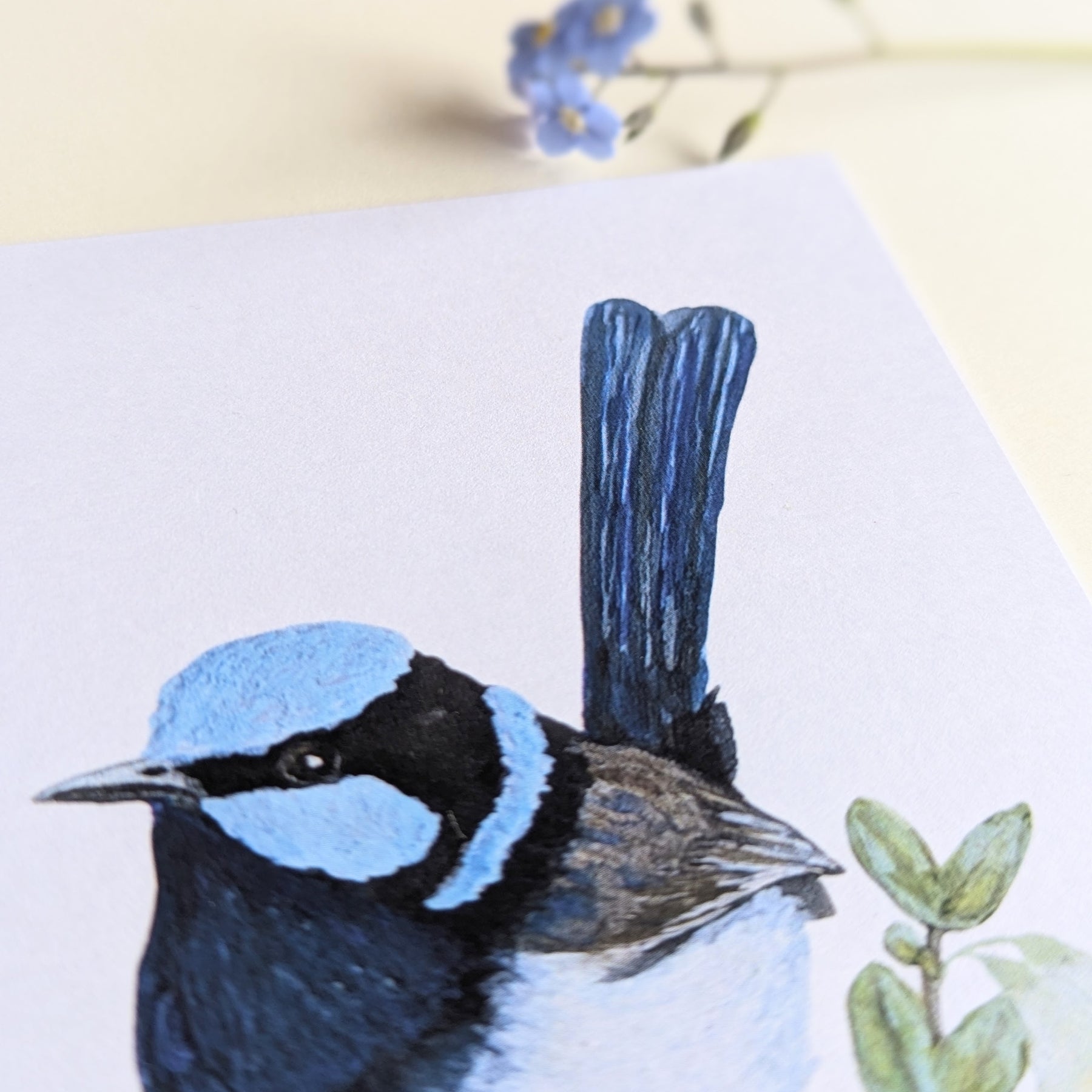 Superb Fairy-wren Australian Bird Art Postcard