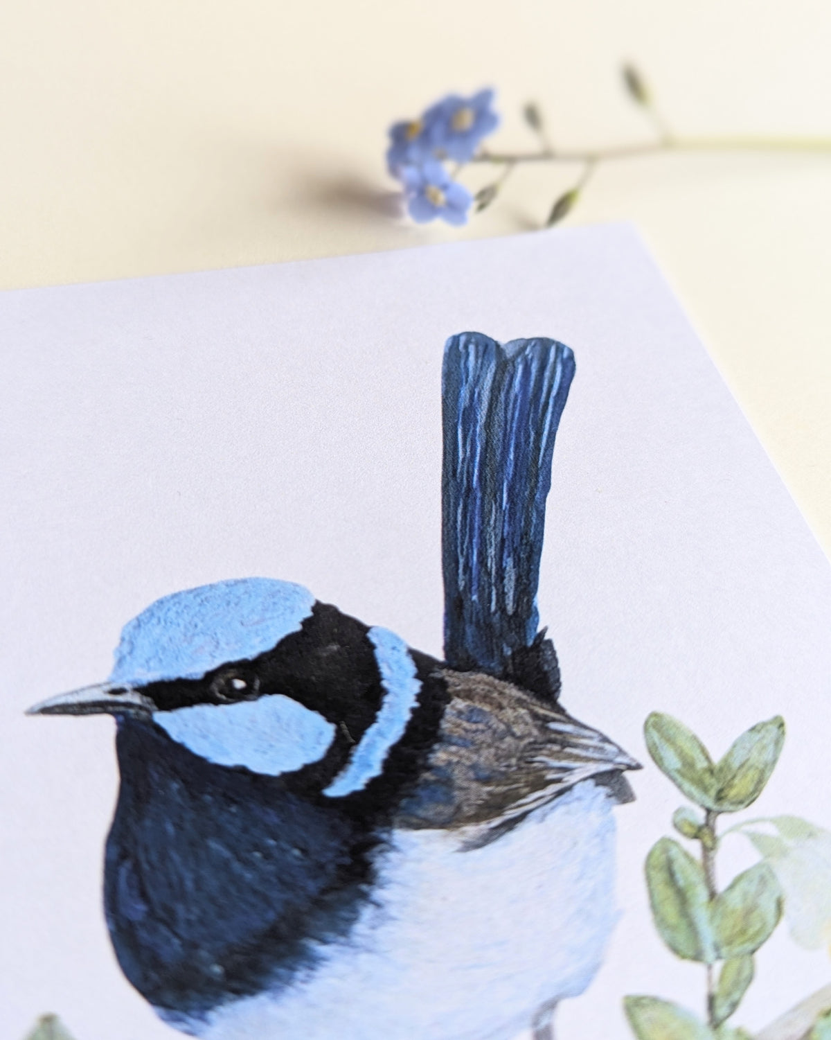 Superb Fairy-wren Australian Bird Art Postcard