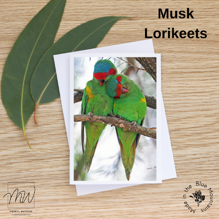 Blank Greeting Card - Musk Lorikeets Photo