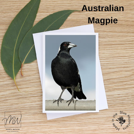 Blank Greeting Card - Australian Magpie