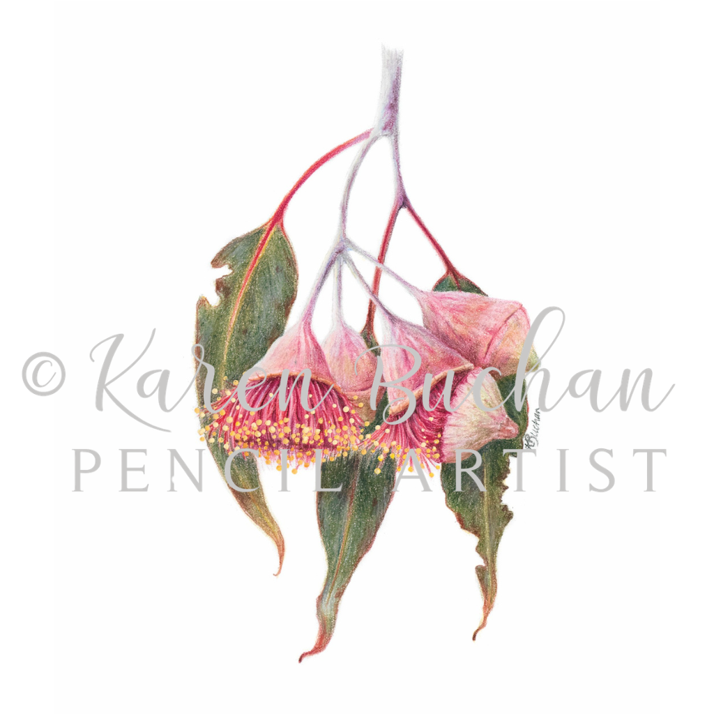 Eucalyptus Flowers | Gum Blossom | Australian Wildflowers Art Print