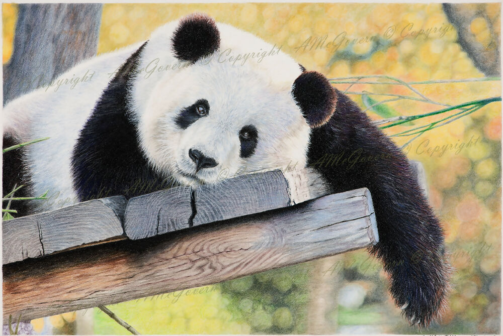 Panda-BSnow-1024x685-WEB