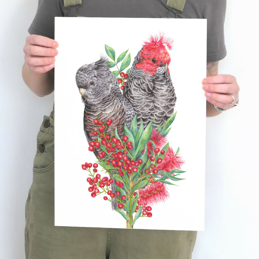 A3 art print of a couple of Gang-gang Cockatoos amongst native Australian flowers, by Australian bird artist Kayla Reay.