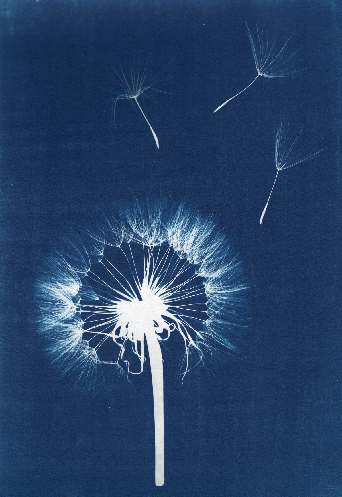 Dandelion Wall Art Print, Limited Edition A3