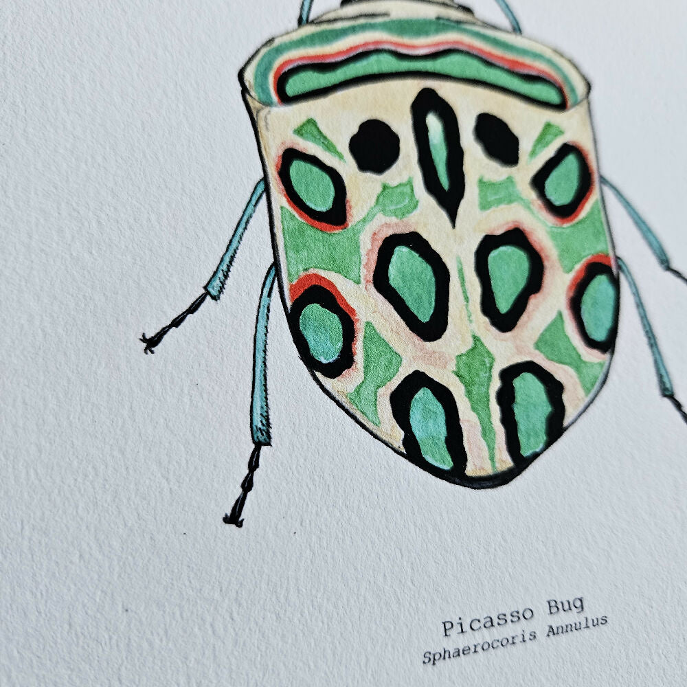 the fauna series - picasso bug