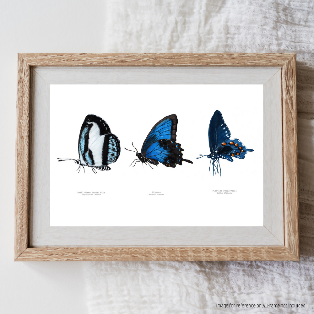 the katie collective - blue butterfly trio (2)