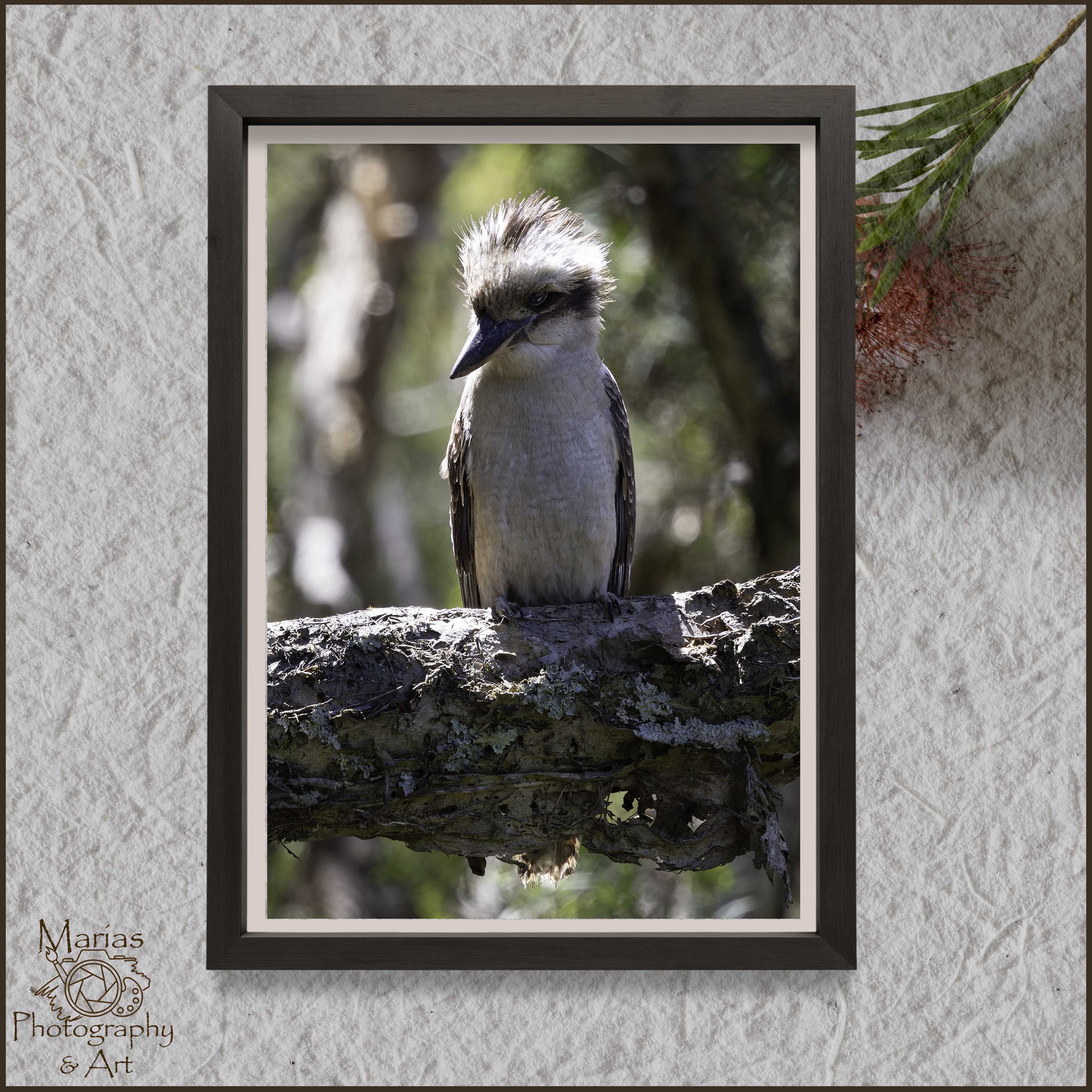 Photographic Print | Wall Art | Wind Swept Kookaburra