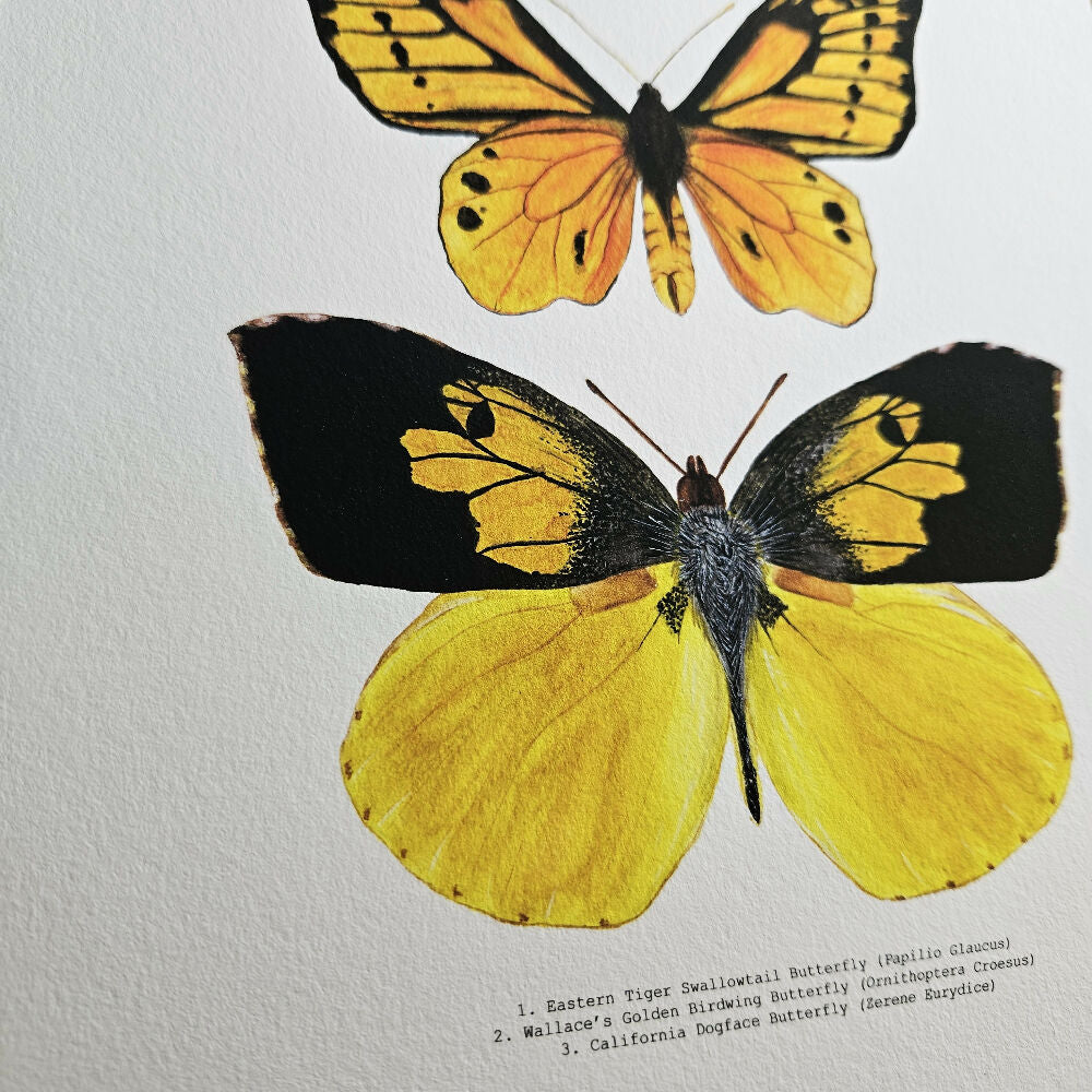 Watercolour Art Print - The Fauna Series - 'Yellow Butterfly Trio'