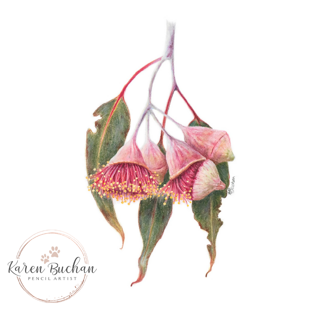 Blank Greeting Card - Eucalyptus Gum Blossom