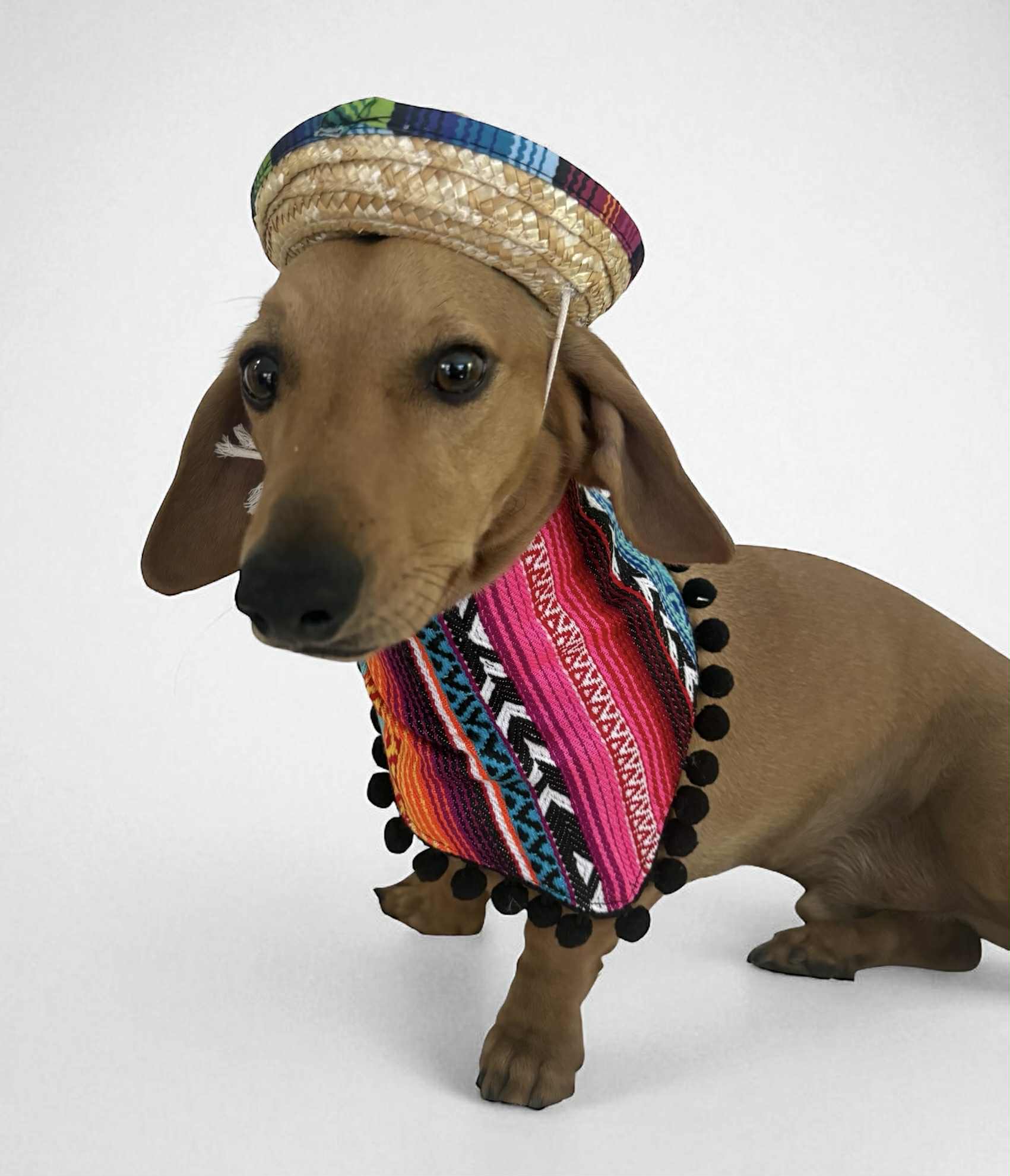 Mexican bandana & cowboy hat set for dog/puppy or cat/kitten, Handmade pet clothing/costume